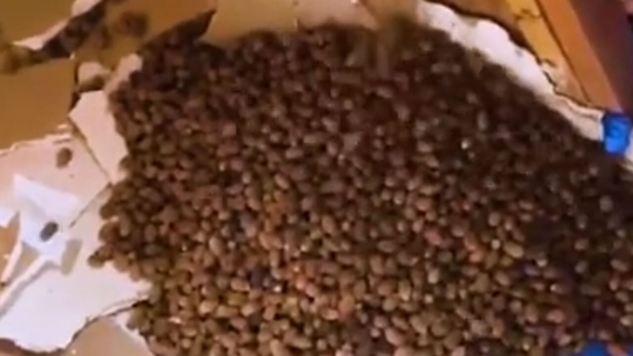 لحظه کشف هزاران فندق و بلوط در دیوار یک کلبه جنگلی + فیلم