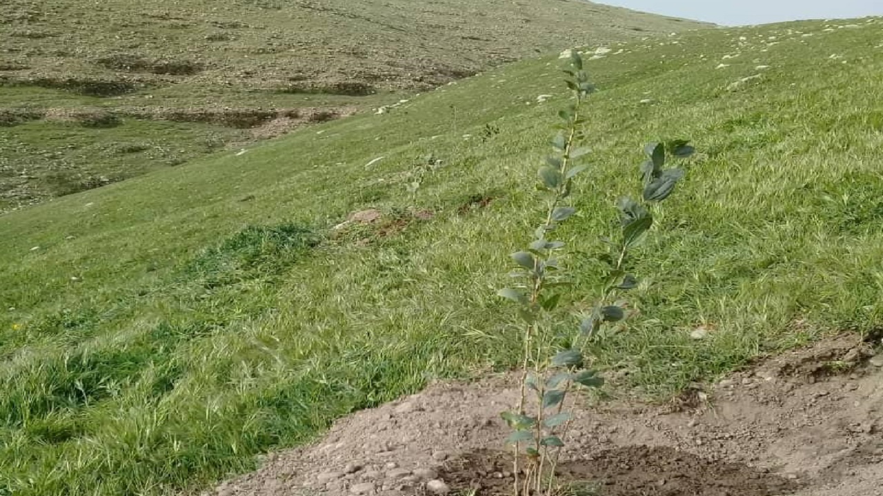 قلعه شاداب دزفول سبزتر می‌شود
