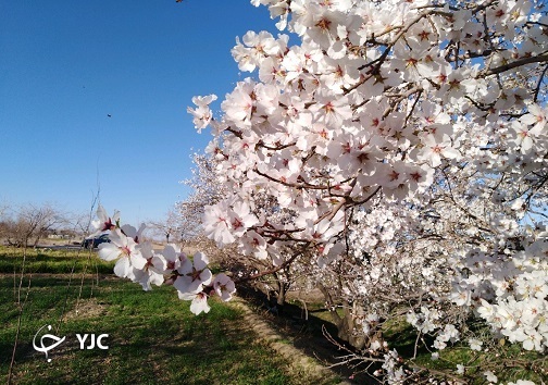 سمفونی شکوفه ها در خوسف + عکس