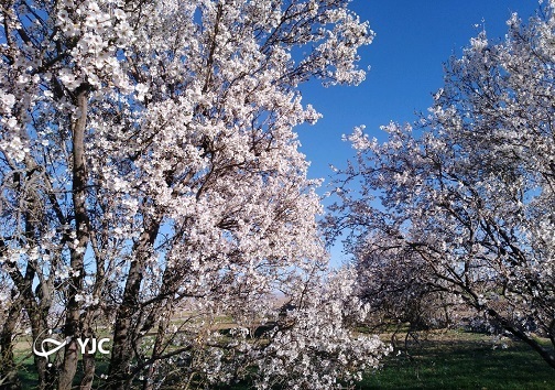 سمفونی شکوفه ها در خوسف + عکس