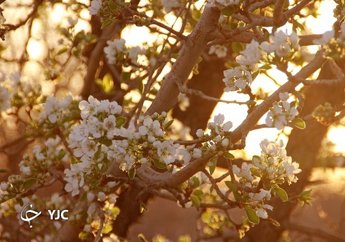 سمفونی شکوفه ها در خوسف + عکس