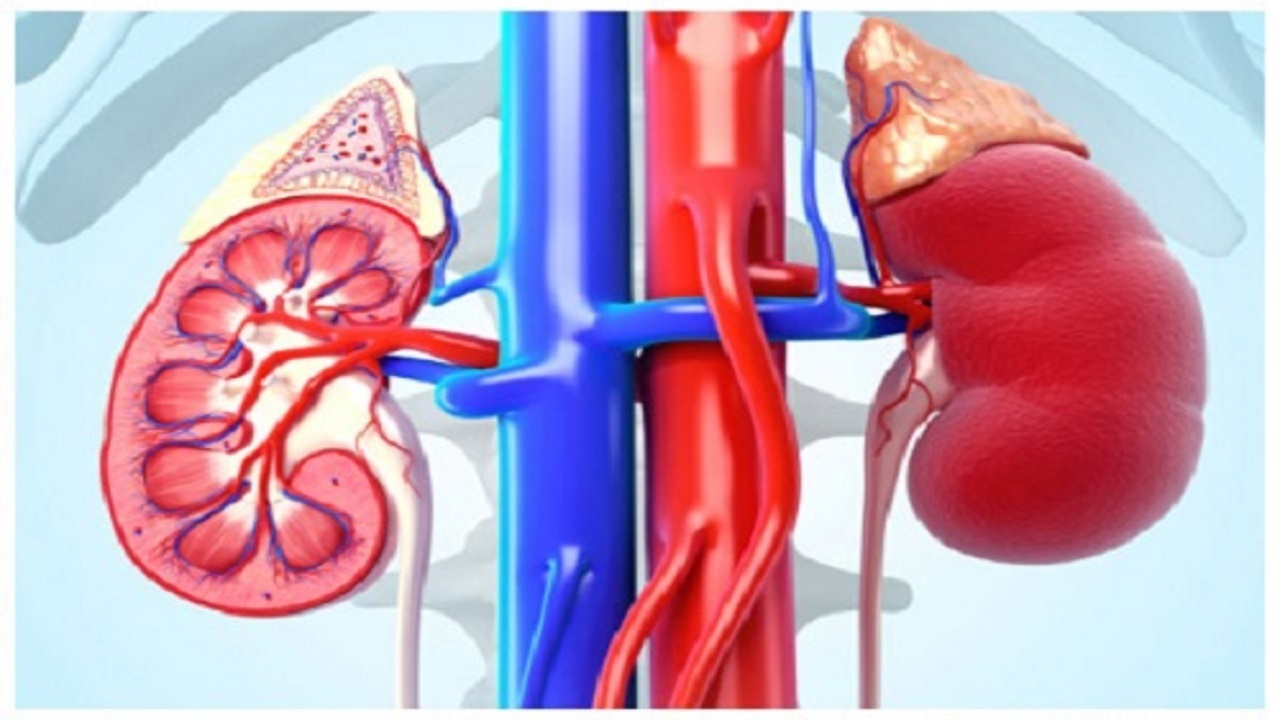 از فعالیت کلیه‌ها در زمان جنینی چه می‌دانید؟