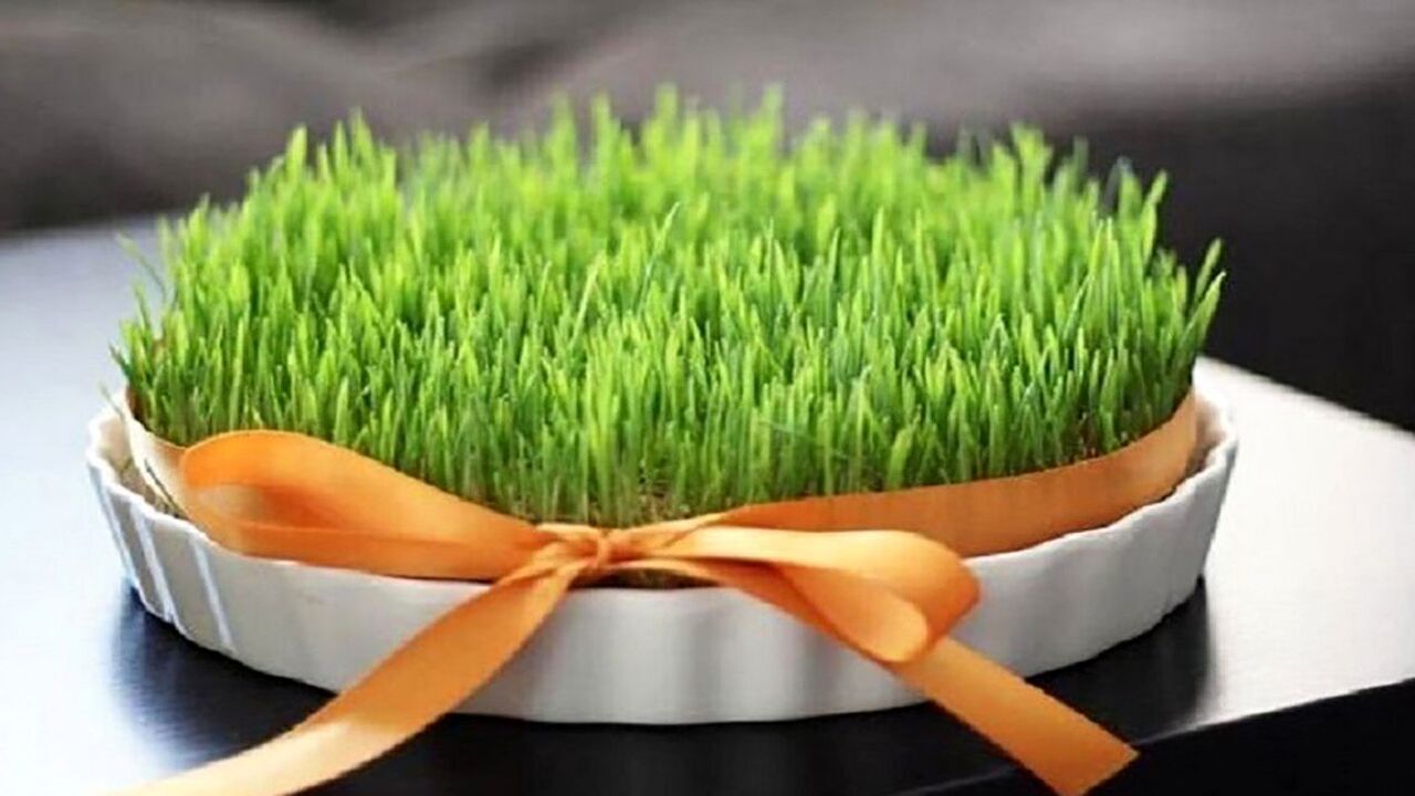 آموزش قدم به قدم كاشت سبزه هفت سين نوروز + تصاوير