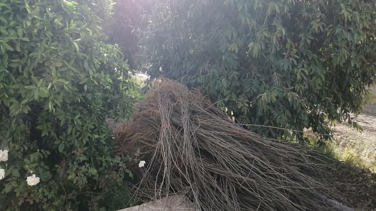 توزیع ۵ هزار اصله نهال توت در جنوب کرمان