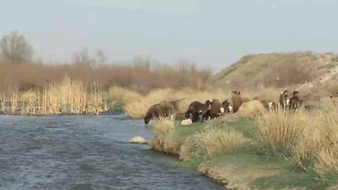 نمایی از طبیعت بکر و دیدنی در صالح‌آباد + فیلم