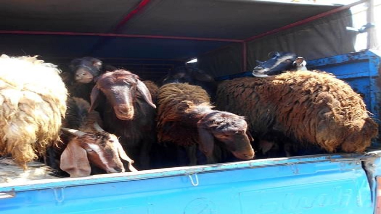 کشف ۱۹ راس گوسفند قاچاق در جویبار