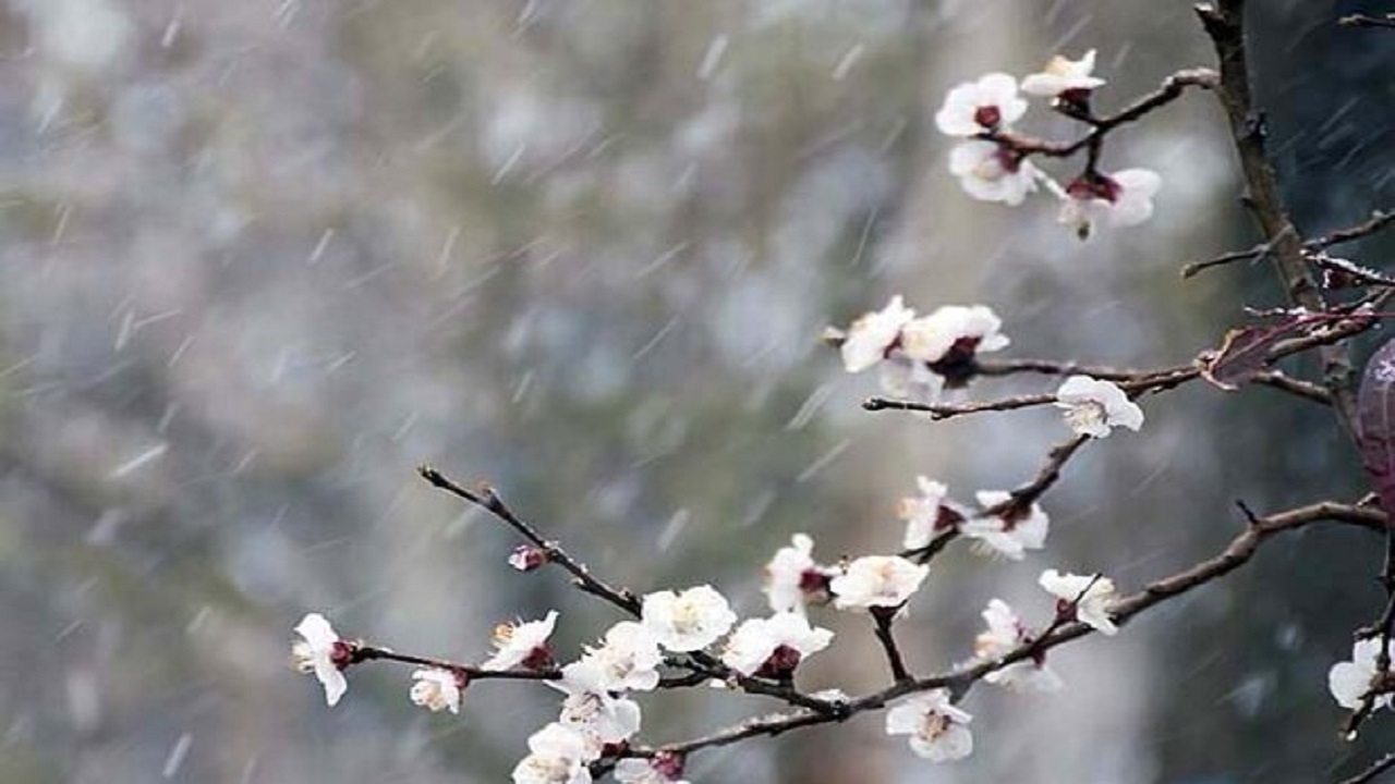 هشدار سرمازدگی به باغداران و کشاورزان مهابادی