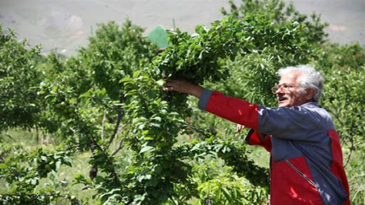 کسب دکترای افتخاری برای محقق علوم باغی و گیاهی همدان