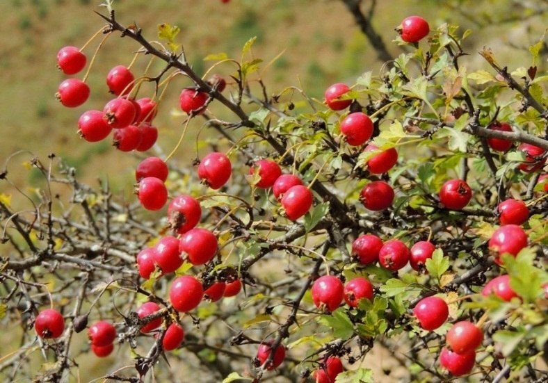 روستای  پلکانی اردمه، استراحتگاهی ناب برای گذران تعطیلات