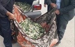 گیاه دارویی که بعد از زعفران ارزشمندترین است + فیلم