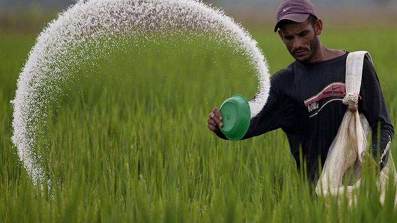 راهکارهای کاهش خسارت سرما و خشکسالی به مزارع گندم و کلزا