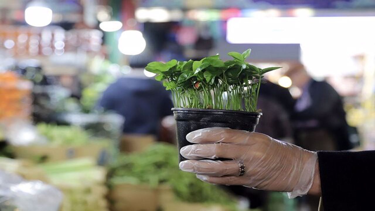 خیز آرام و بی صدای کرونا زیر سایه سنگین خوش نشینی‌های نوروز / چهار شهر گلستان درگیر کرونای انگلیسی شد