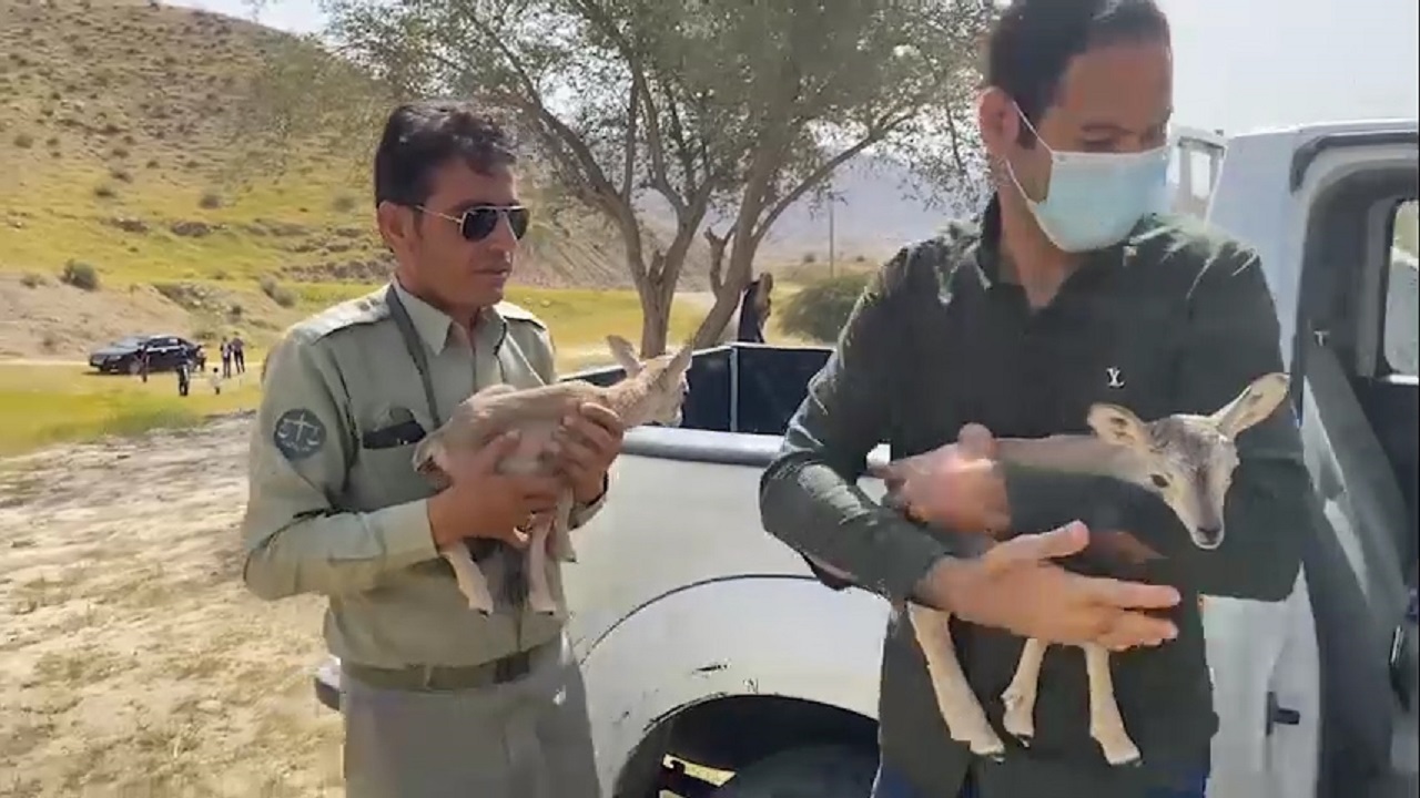 با تلاش طبیعت دوستان بره میش‌‌ها به مادرشان رسیدند + فیلم