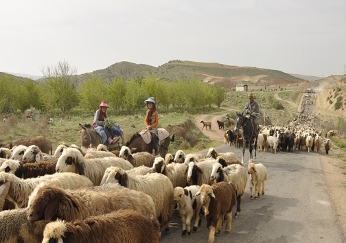 تقویم کوچی که خشکسالی نوشت