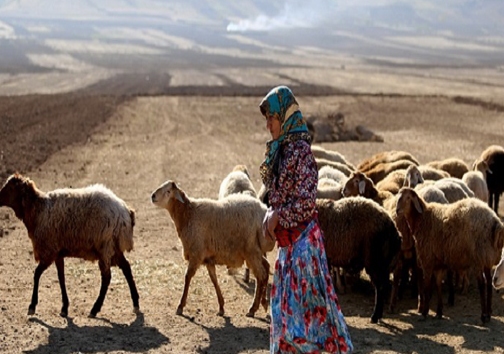 تقویم کوچی که خشکسالی نوشت