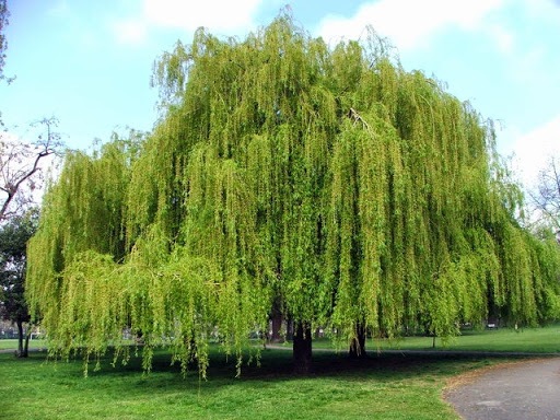 عجیبترین خاستگاه داروها؛ از استفاده از سم مار برای بیماران قلبی تا پوست درخت حاوی آسپرین عجیبترین خاستگاه داروها؛ از استفاده از سم مار برای بیماران قلبی تا پوست درخت حاوی آسپرین