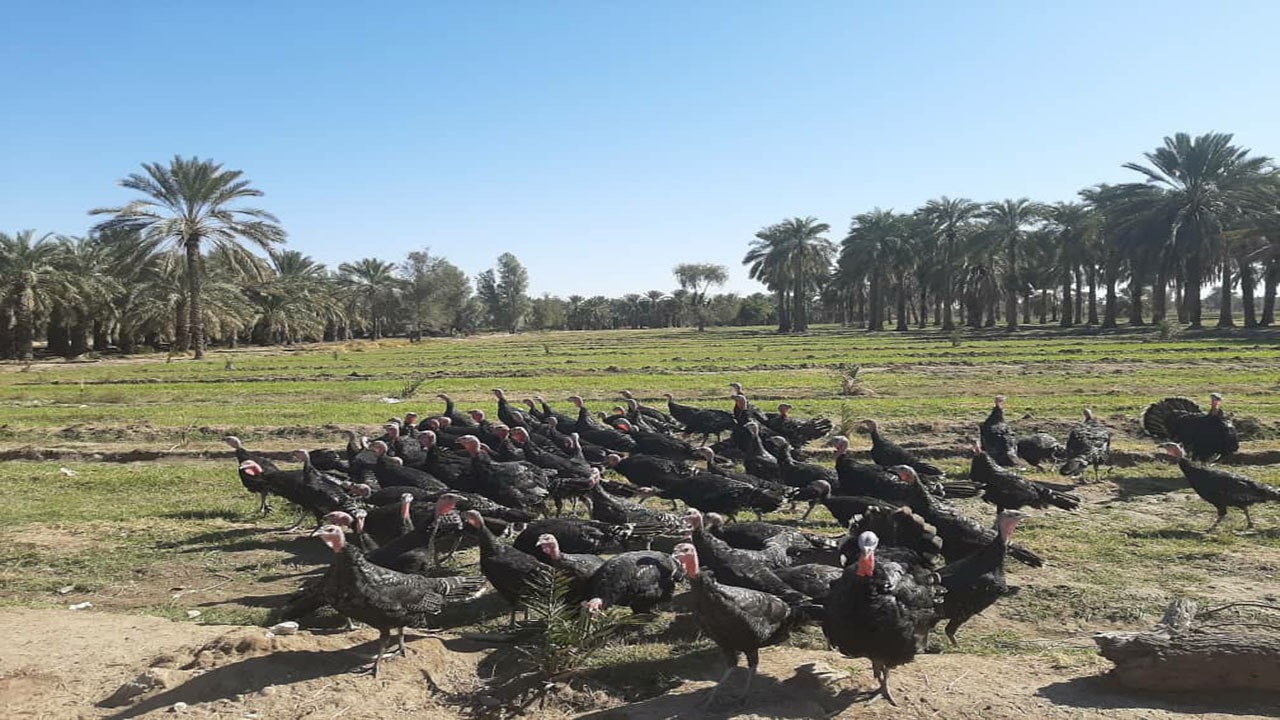 راه اندازی ۳۰ واحد پرورش بوقلمون در قلعه گنج