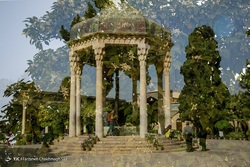 شکوفایی و عطرآکنی بهارنارنج در شیراز
