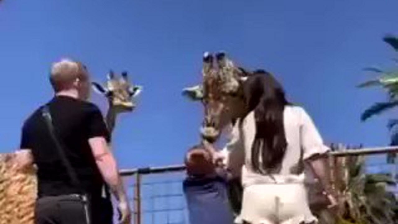 لحظه وحشتناک آویزان شدن کودک از دهان زرافه!