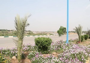 کاشت گیاهان پوششی رونده در بلوار شریعتی اهواز