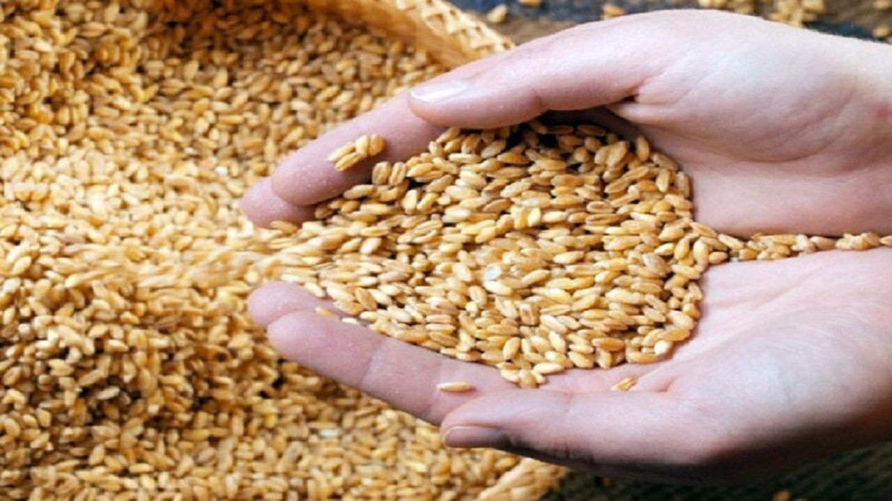 ۶۰۵ هزار هکتار از اراضی کردستان به کشت گندم اختصاص یافت