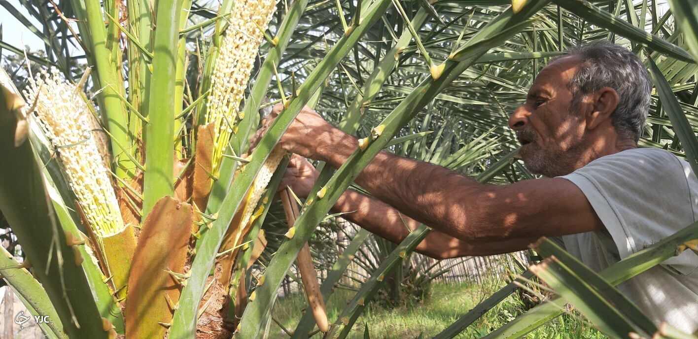 آغاز گرده افشانی نخیلات در منوجان