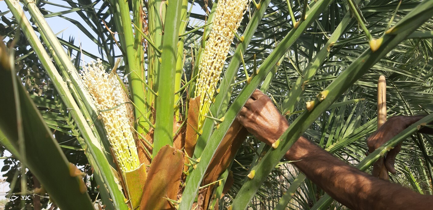 آغاز گرده افشانی نخیلات در منوجان