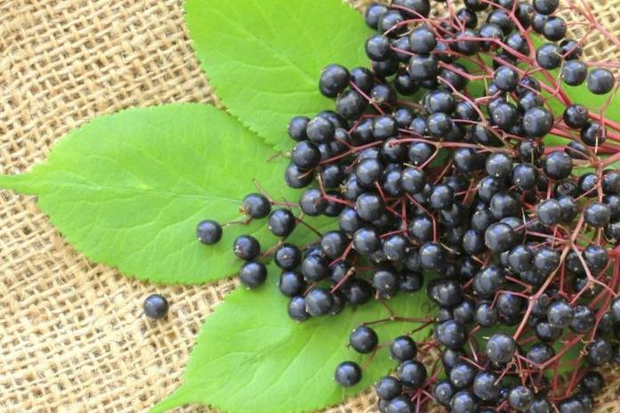 سمی&zwnj;ترین میوه&zwnj;های جهان که با سیانور جانتان را می گیرند