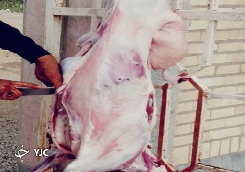 گوشت گرم گوسفند بر سفره نیازمندان نشست