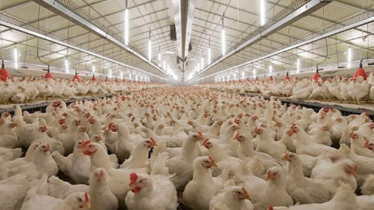 ۳۰۰ مرغداری غیرمجاز مازندران چشم انتظار مجوز