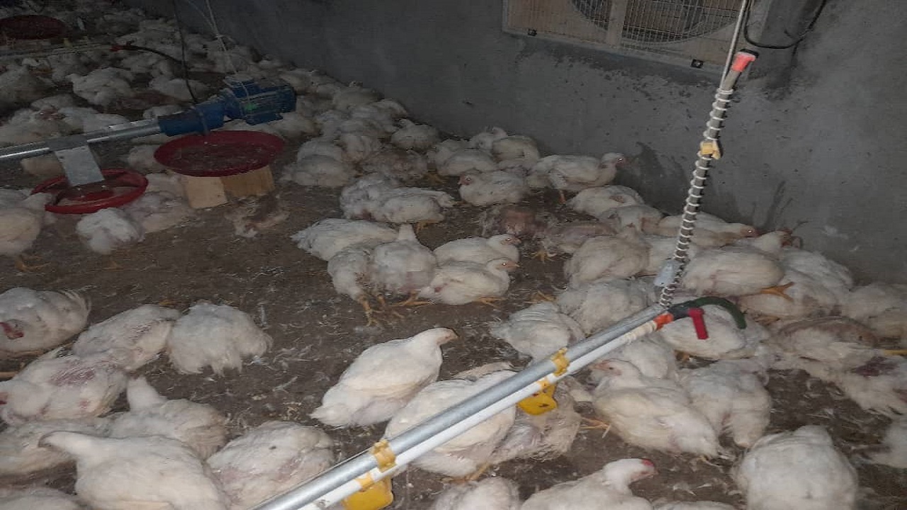 تلف شدن ۶ هزار قطعه مرغ گوشتی در اهر