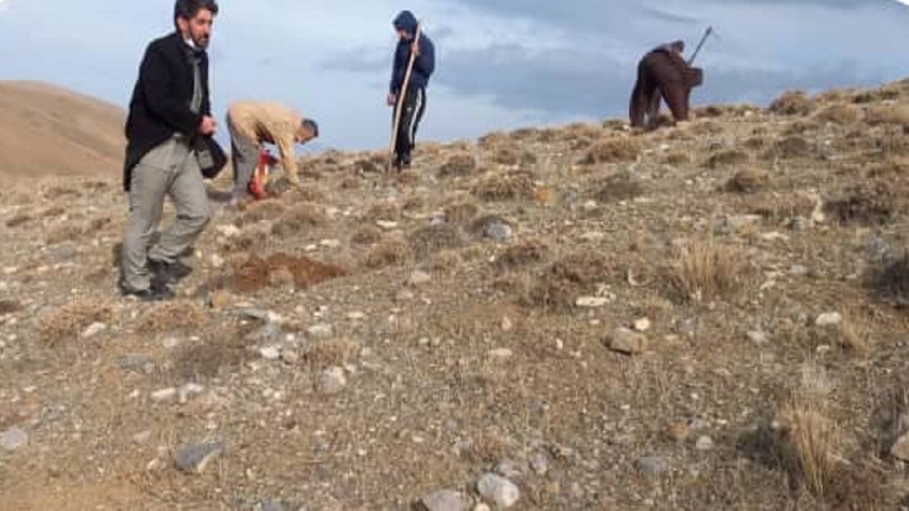 عملیات احیا و اصلاح مراتع در ۱۰۰ هکتار از مراتع شهرستان نهاوند