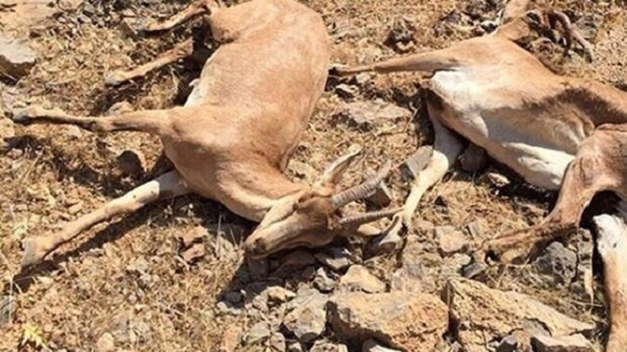 ۸ کانون طاعون نشخوارکنندگان در حیات وحش شناسایی شد