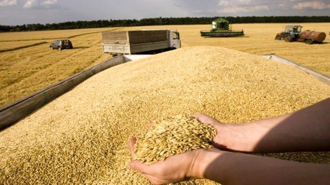۸۶ هزار تن گندم برای ارتقای کیفیت نان به خراسان شمالی وارد شد