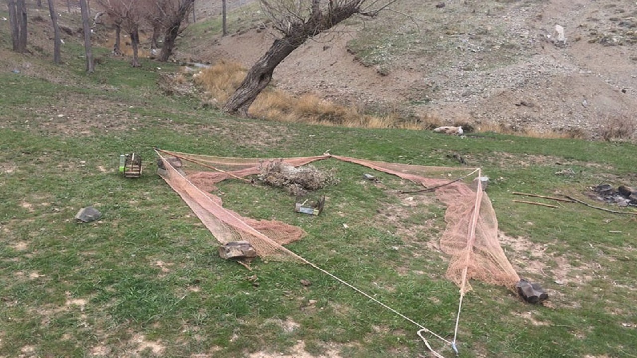 دستگیری ۲ صیاد زنده گیر سهره طلایی در پارس آباد