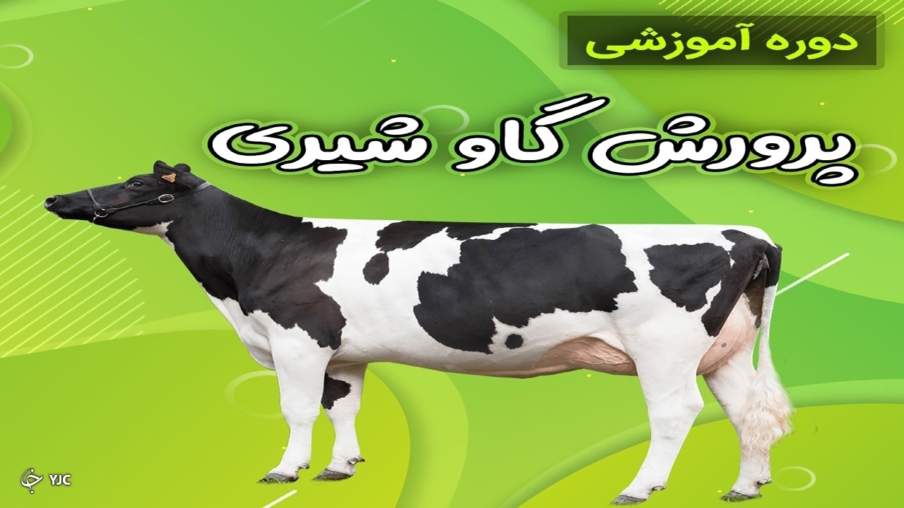 برگزاری هفتمین دوره مهارتی تغذیه گاو شیری در مهاباد