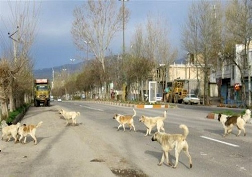 ترانسفر سگهای ولگرد + فیلم ترانسفر سگهای ولگرد + فیلم