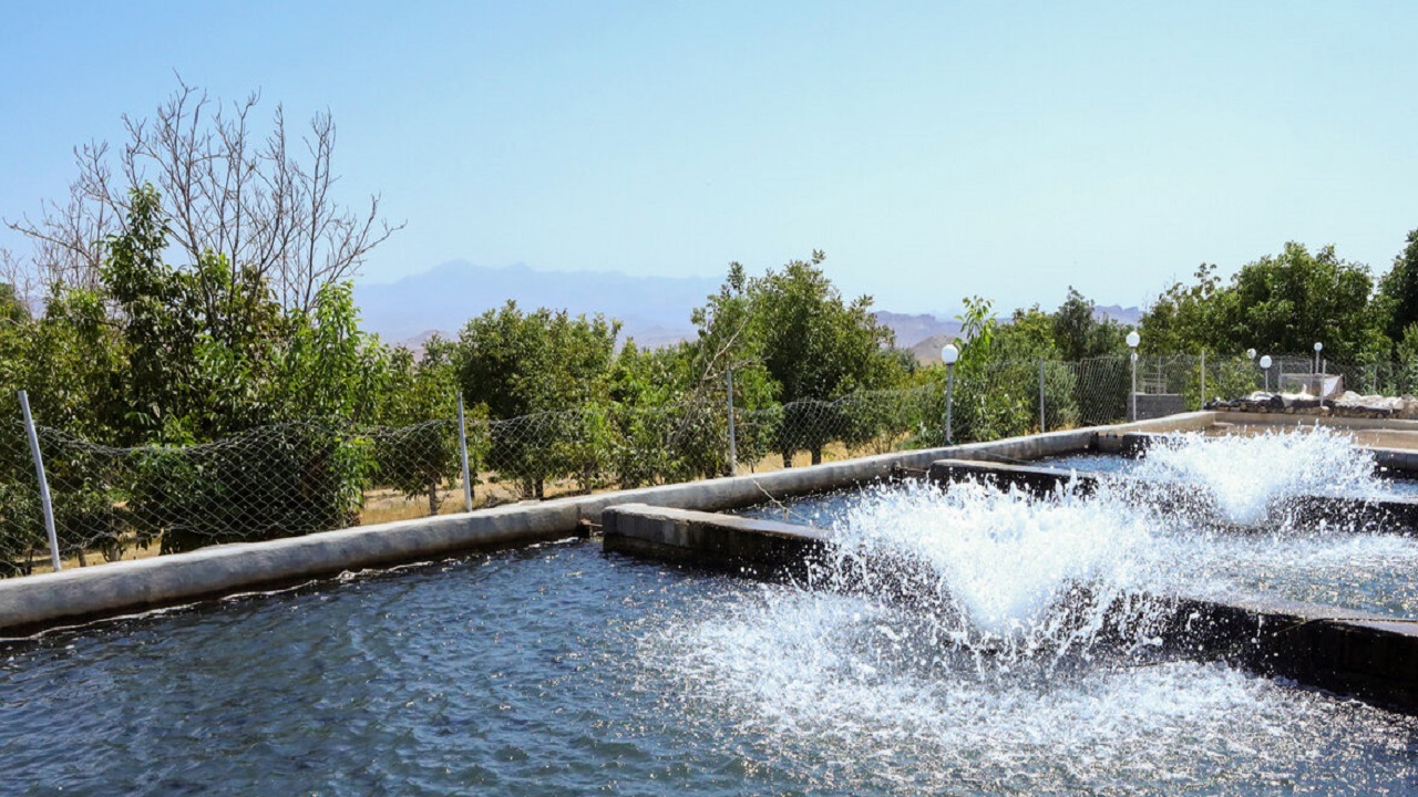 بیش‌از ۱۲۰ هزار قطعه بچه ماهی قزل آلا در استخر‌های سیستان و بلوچستان رهاسازی شد