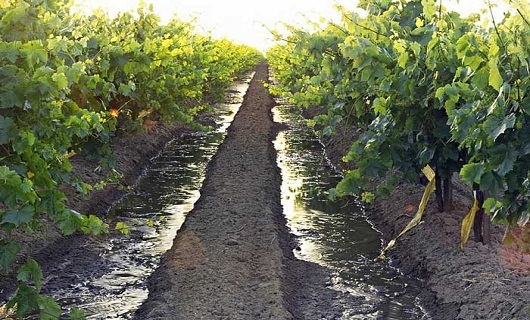 مزیتهای داربستی کردن باغات انگور؛ از ۳ برابر شدن محصول تا نابودی آفات مزیتهای داربستی کردن باغات انگور؛ از ۳ برابر شدن محصول تا نابودی آفات