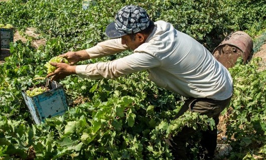 مزیتهای داربستی کردن باغات انگور؛ از ۳ برابر شدن محصول تا نابودی آفات مزیتهای داربستی کردن باغات انگور؛ از ۳ برابر شدن محصول تا نابودی آفات