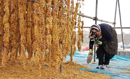 مزیتهای داربستی کردن باغات انگور؛ از ۳ برابر شدن محصول تا نابودی آفات مزیتهای داربستی کردن باغات انگور؛ از ۳ برابر شدن محصول تا نابودی آفات