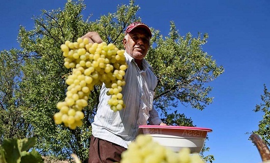 مزیتهای داربستی کردن باغات انگور؛ از ۳ برابر شدن محصول تا نابودی آفات مزیتهای داربستی کردن باغات انگور؛ از ۳ برابر شدن محصول تا نابودی آفات