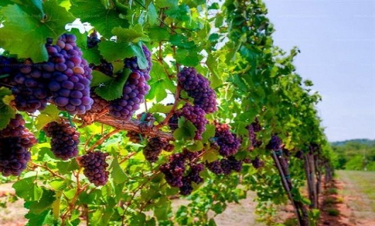 مزیتهای داربستی کردن باغات انگور؛ از ۳ برابر شدن محصول تا نابودی آفات مزیتهای داربستی کردن باغات انگور؛ از ۳ برابر شدن محصول تا نابودی آفات