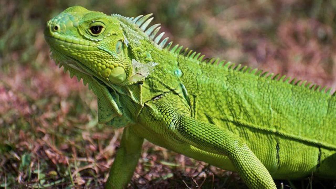 تعقیب و گریز یک ایگوانا و ۱۲ مار! + فیلم