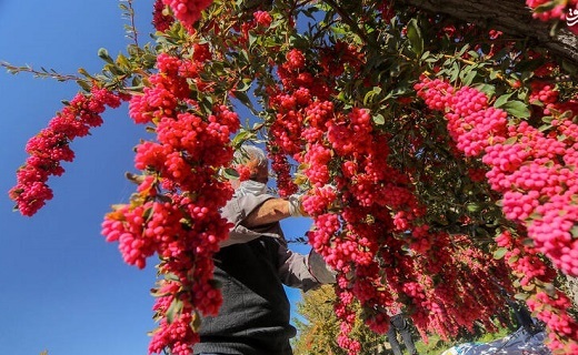 برای خرید زرشک از کشاورز هنوز اعتبار دولتی نیامده است برای خرید زرشک از کشاورز هنوز اعتبار دولتی نیامده است