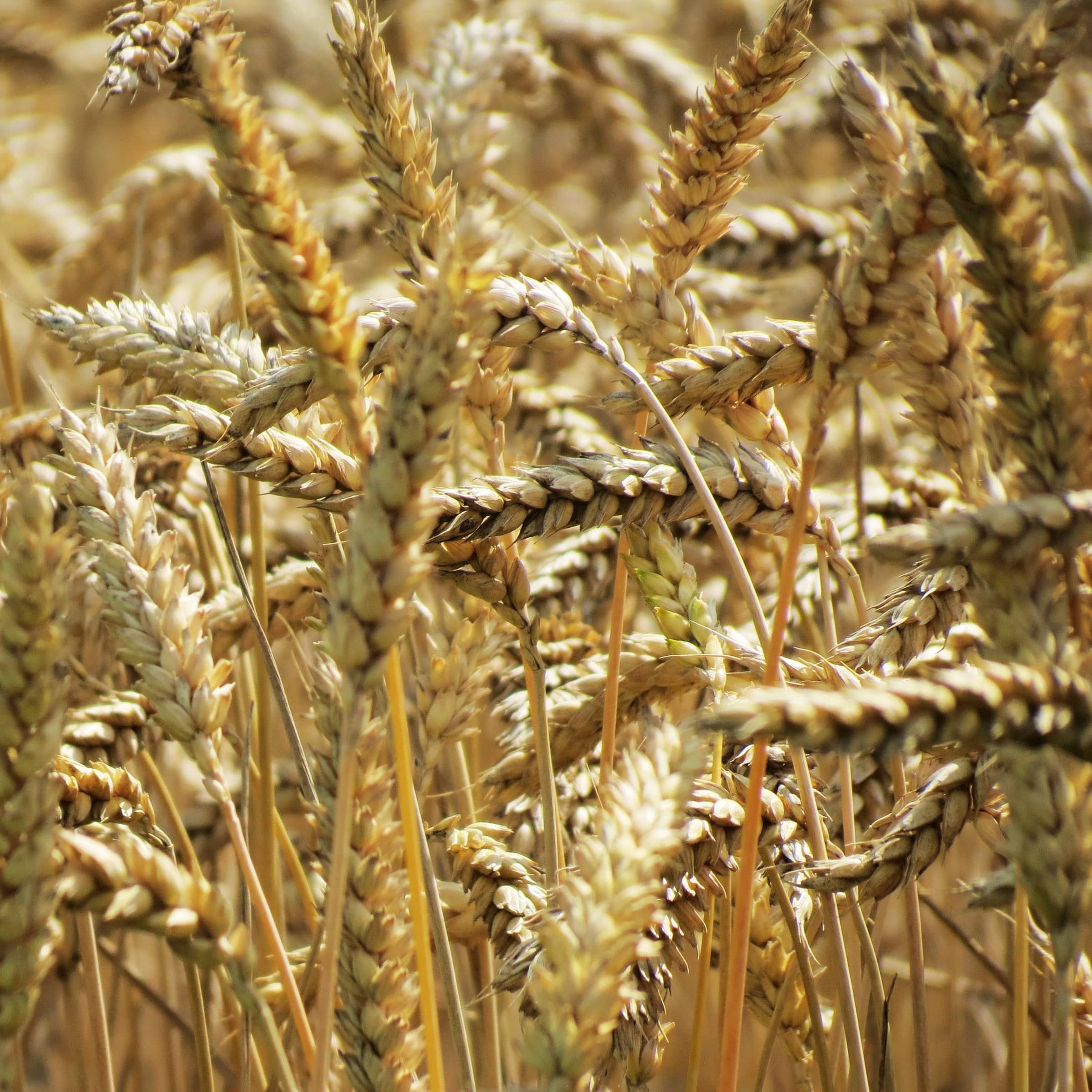 ۱۱ جایگزین سالم برای برنج