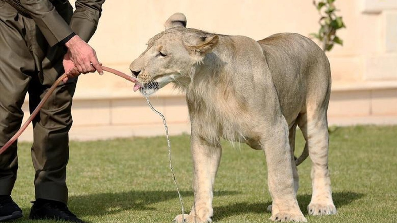نگهداری شیر به عنوان حیوان خانگی + فیلم