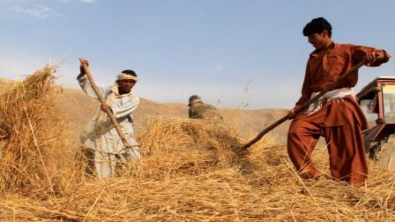 مشکلات فابریکه‌ها و سیلوها از نزدیک بررسی می‌شود
