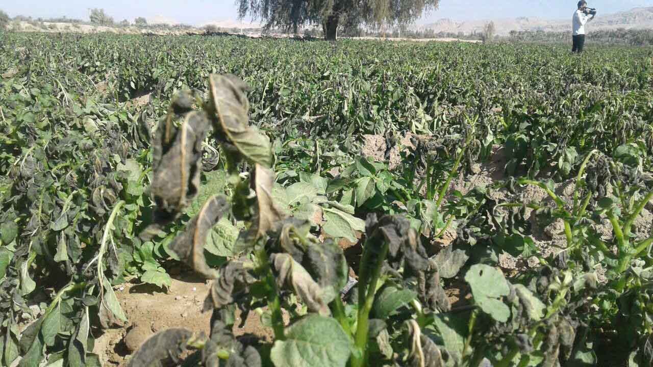 موج سرما در راه/ خطرسرمازدگی محصولات کشاورزی