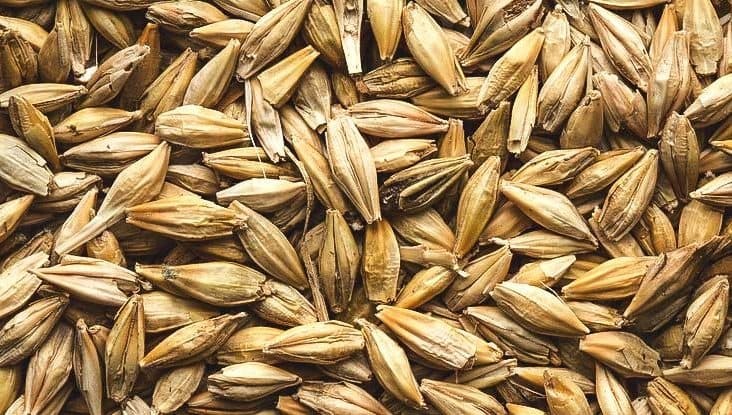 تداوم خرید جو برای عشایر